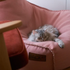 Rosa lounge sittsäck från sackit med en fluffig katt som sover bekvämt inomhus på den mjuka sitsenileswi