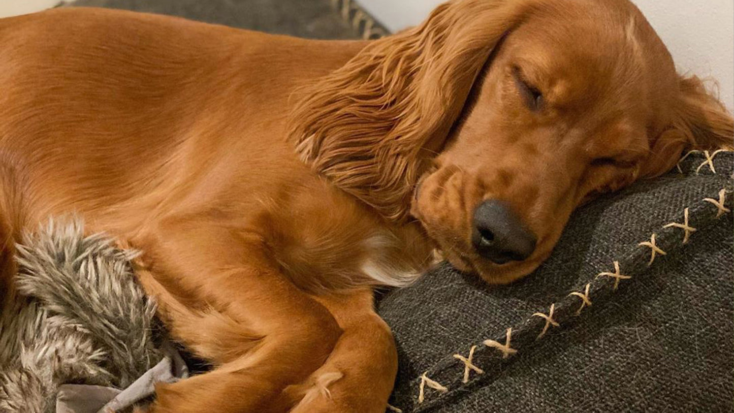 Dog bed - Hygienisk och vattenavvisande hundbädd