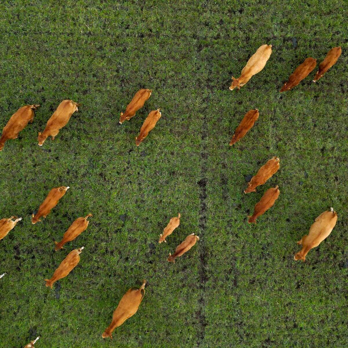 Frame Bar Stool - Leather w/ backrest - Barstol i läder och pulverlackerat stål med ryggstöd